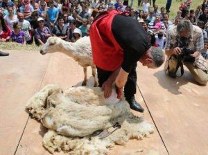 Sheep Shearing Festival