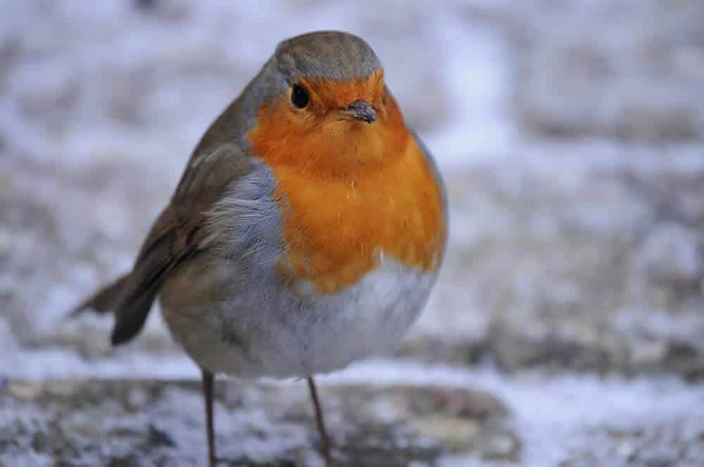 bird in Armenia