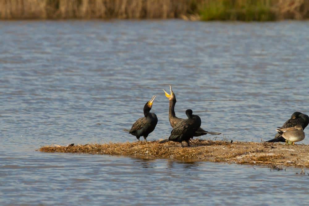 birds in Armenia