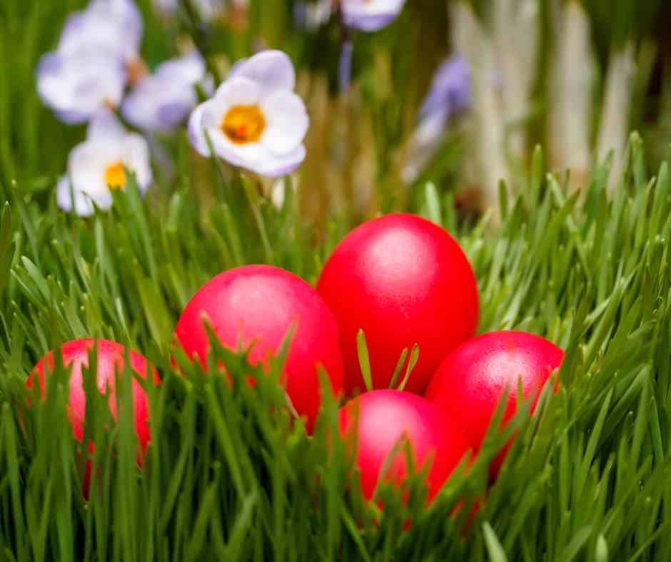 dyed eggs