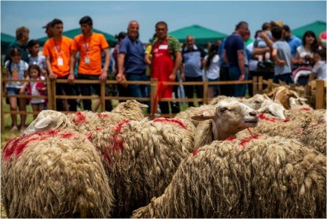 Sheep Shearing now